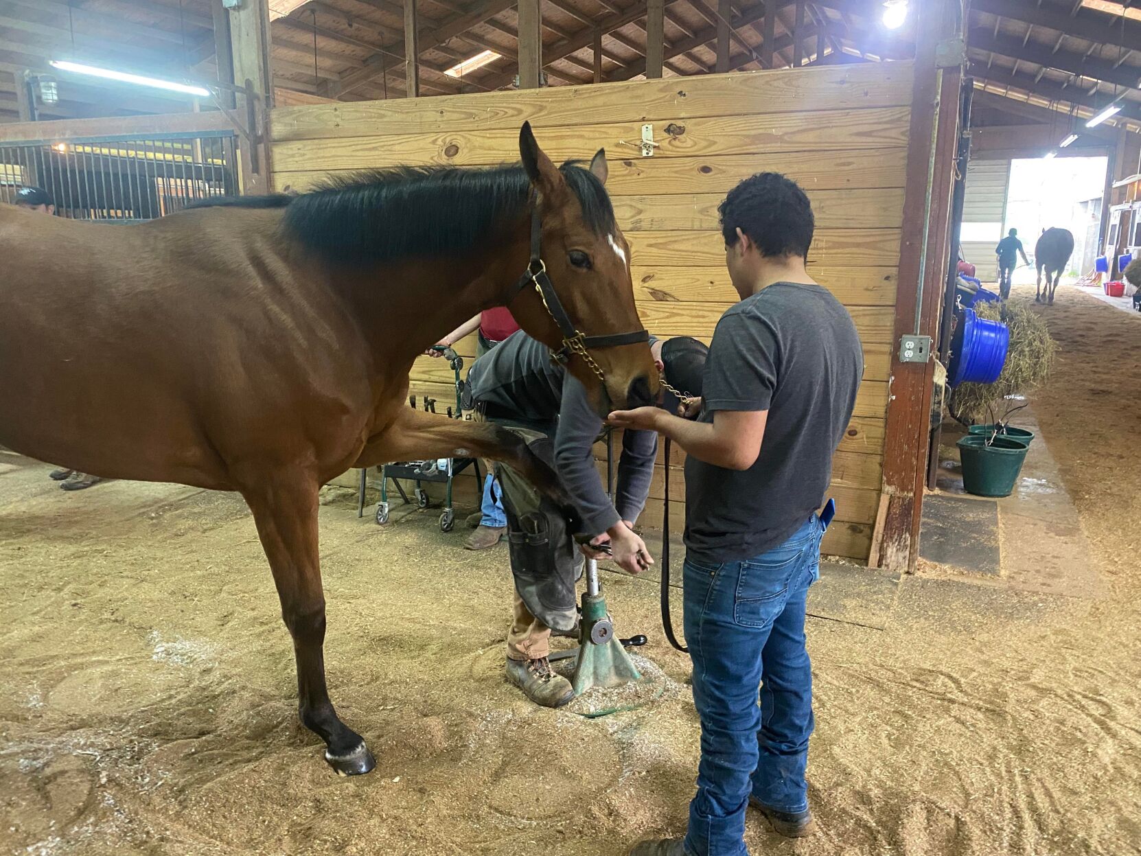 Horse getting its shoe changed